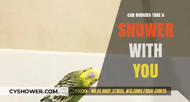 Can Budgies Shower with You? Safety Tips and Best Practices