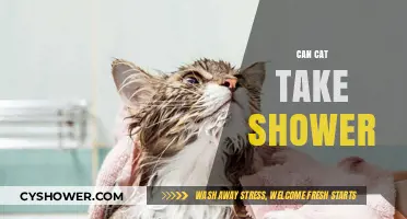 Can Cats Take Showers? Tips for Bathing Your Feline Friend