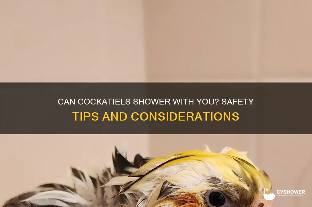 can cockatiels take a shower with you