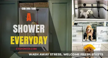 Daily Dog Showers: Benefits, Risks, and Best Practices for Your Pup