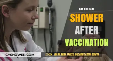 Post-Vaccination Dog Care: When Can Your Pup Safely Shower?