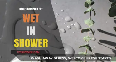 Can Eucalyptus Get Wet in Shower? Benefits and Best Practices