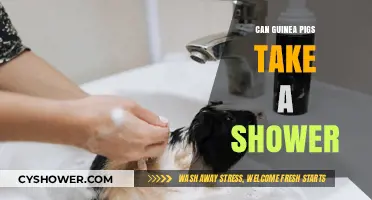 Can Guinea Pigs Take Showers? Bathing Tips for Your Pet