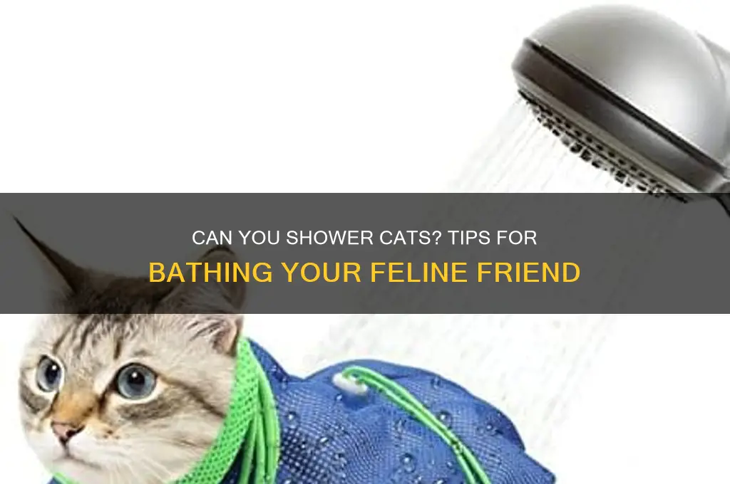 can i shower cats