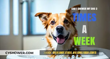 How Often to Bathe Your Dog: Is Twice Weekly Too Much?