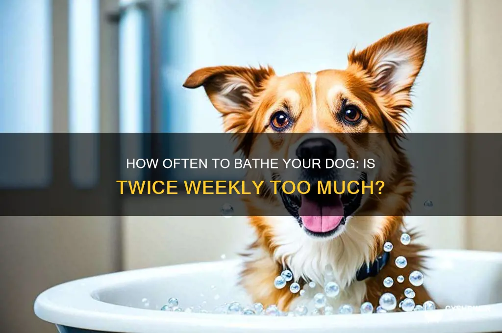 can i shower my dog 2 times a week