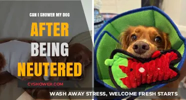 Post-Neuter Dog Care: When Can You Safely Shower Your Pet?