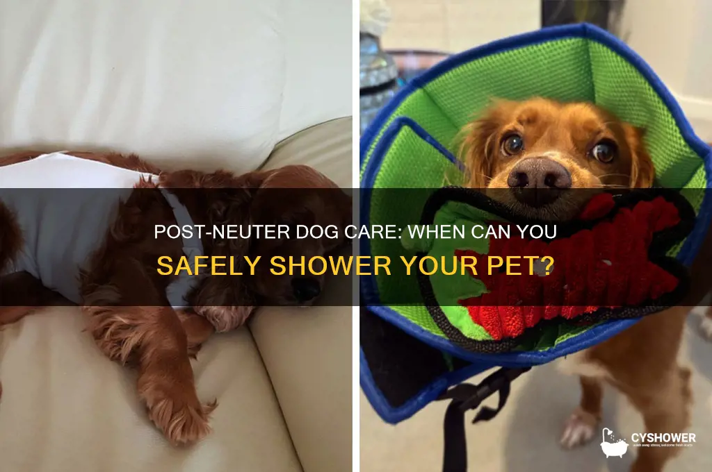 can i shower my dog after being neutered
