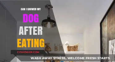 Should You Shower Your Dog After Eating? Expert Tips and Advice