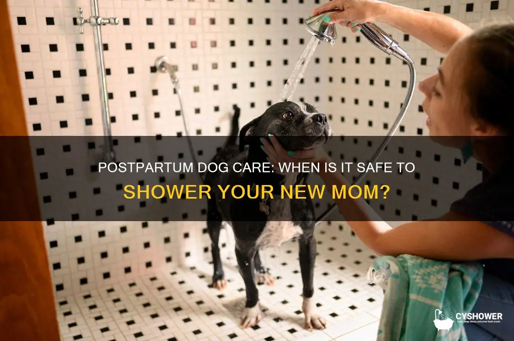 can i shower my dog after giving birth