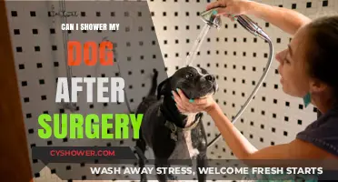 Post-Surgery Dog Care: When Can You Safely Shower Your Pet?