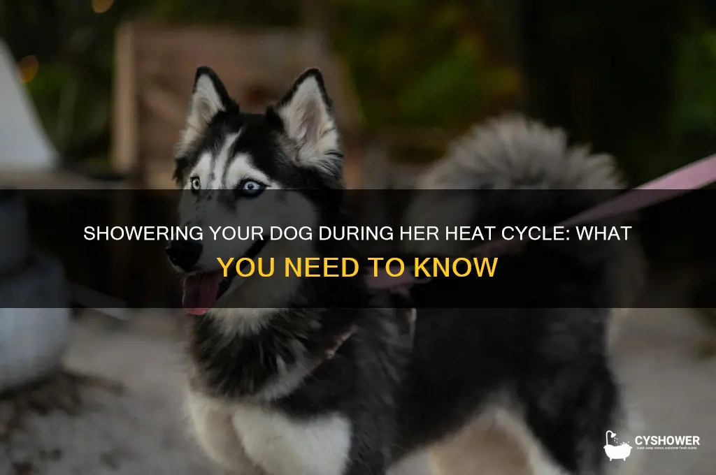 can i shower my dog during her period