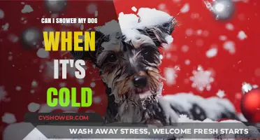Cold Weather Dog Care: Is Showering Your Pup Safe in Winter?