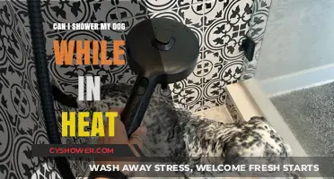Showering Your Dog in Heat: Safe Practices and Tips