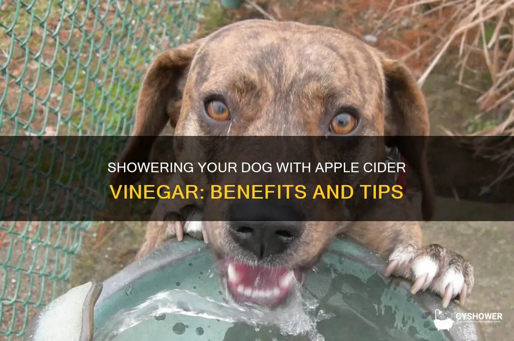 can i shower my dog with apple cider vinegar
