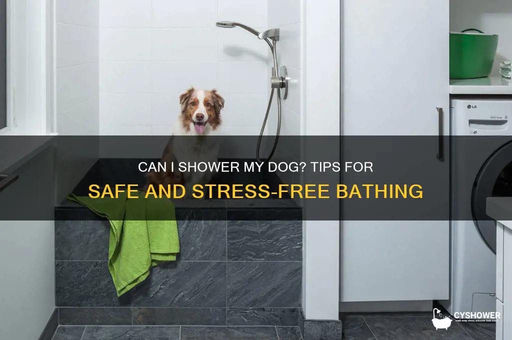 can i shower my dog