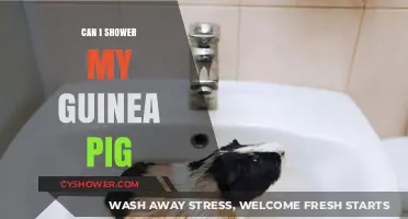 Should You Shower Your Guinea Pig? Bathing Tips and Safety