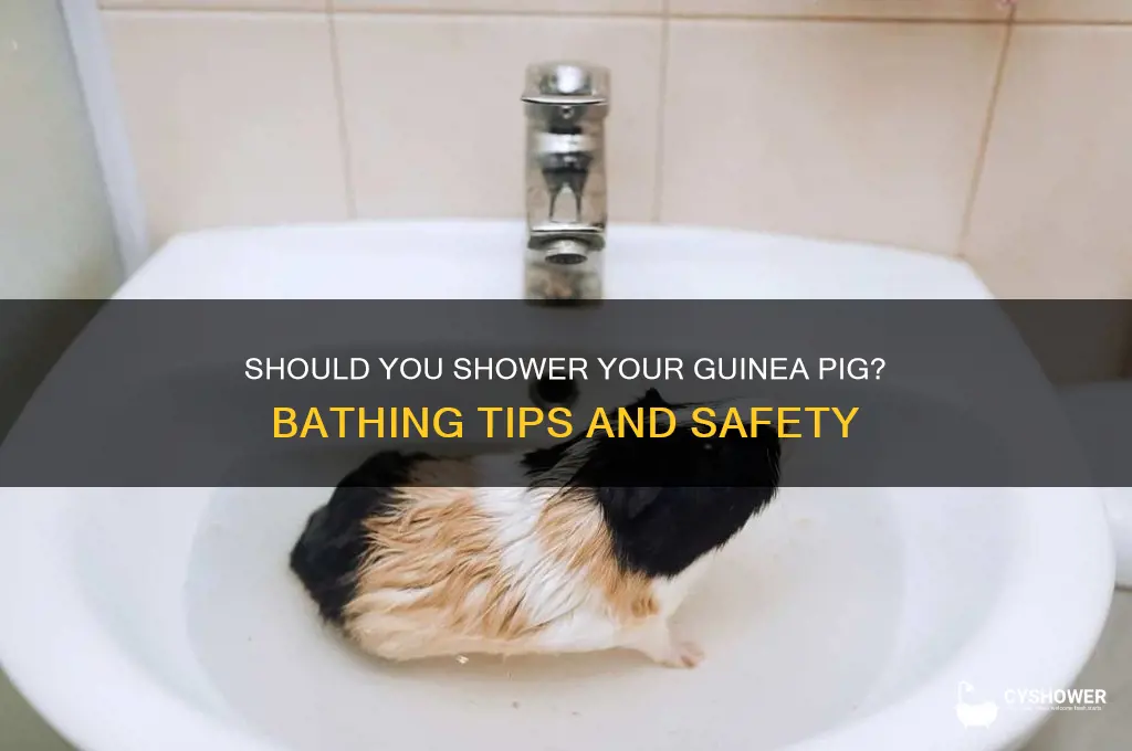 can i shower my guinea pig