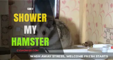 Should You Shower Your Hamster? Safe Bathing Tips for Owners