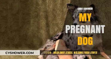 Showering Your Pregnant Dog: Safe Practices and Gentle Care Tips