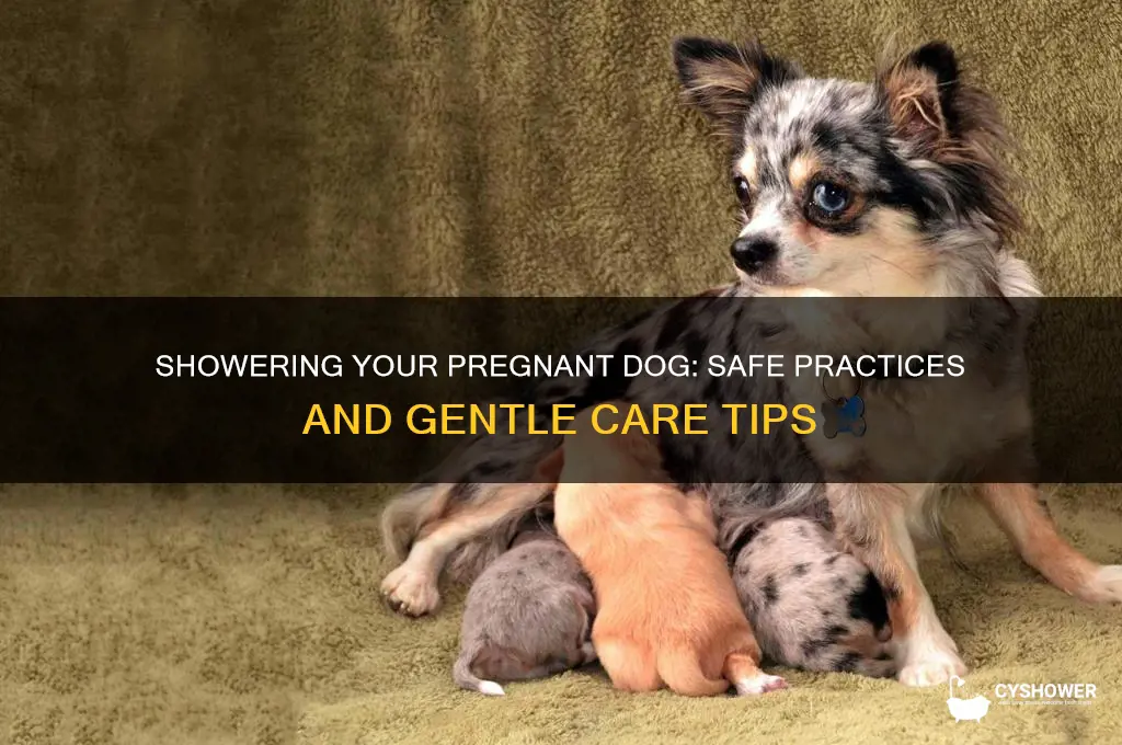 can i shower my pregnant dog