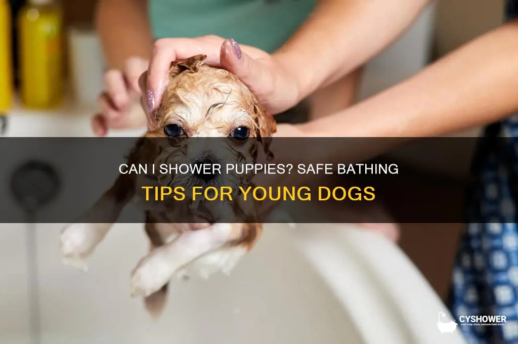 can i shower puppies