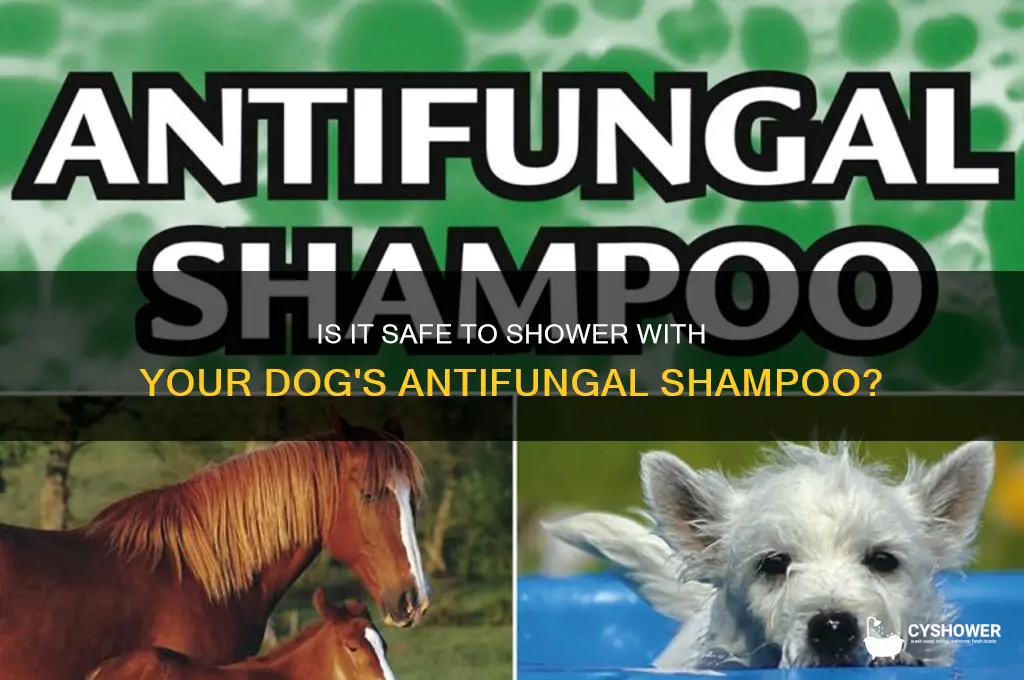 can i shower with dog antifungal shampoo