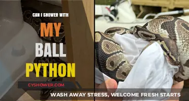 Showering with Your Ball Python: Safe Practice or Risky Idea?