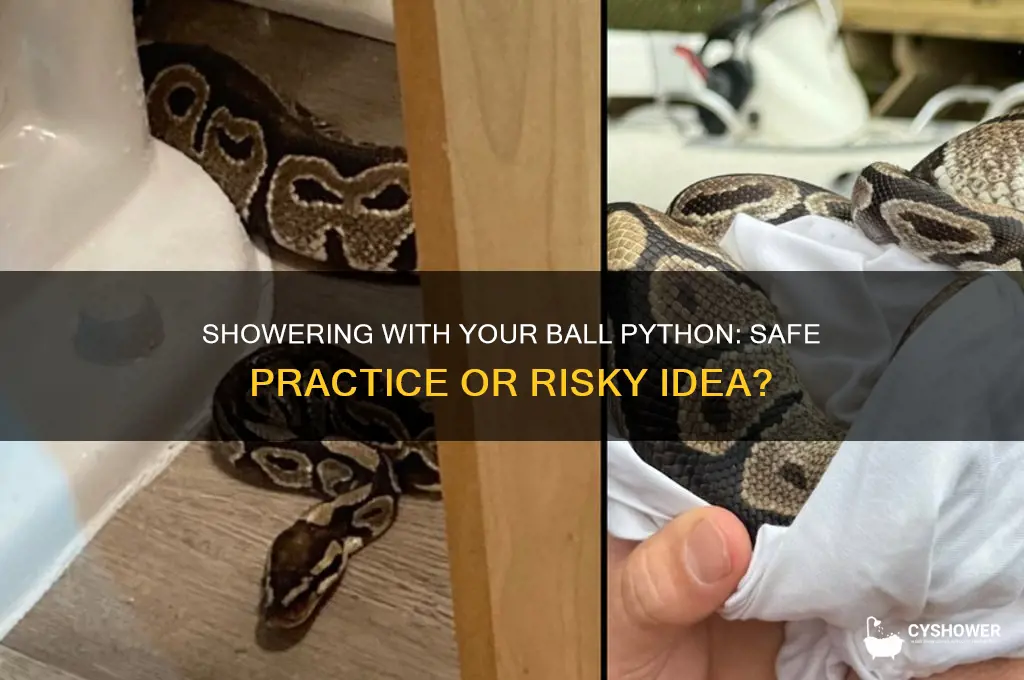 can i shower with my ball python