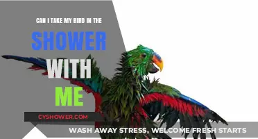 Showering with Your Bird: Safe or Stressful for Your Feathered Friend?