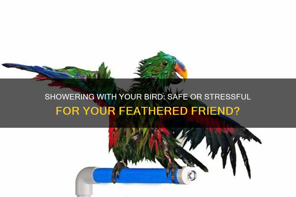 can i take my bird in the shower with me