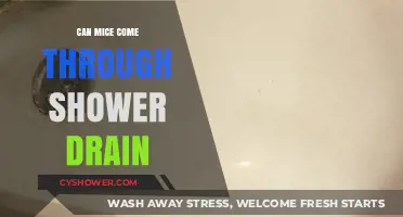 Can Mice Enter Your Home Through the Shower Drain?
