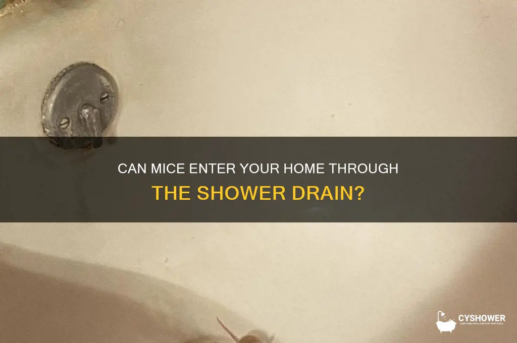can mice come through shower drain