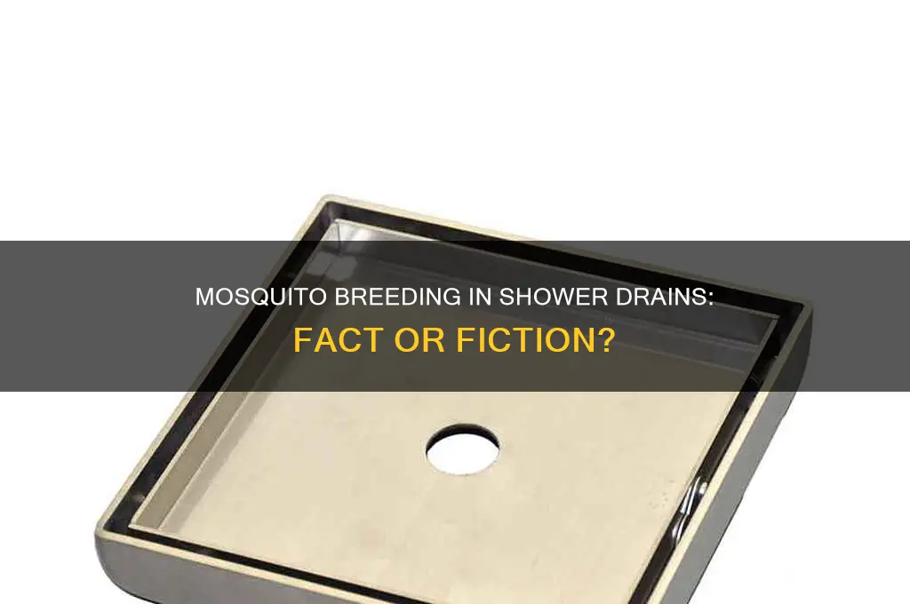 can mosquitoes breed in shower drains
