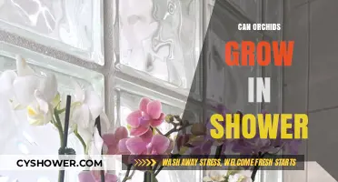 Can Orchids Thrive in Your Shower? Surprising Tips for Success