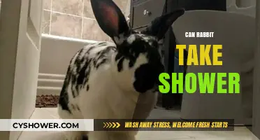 Can Rabbits Take Showers? Safe Bathing Tips for Your Bunny
