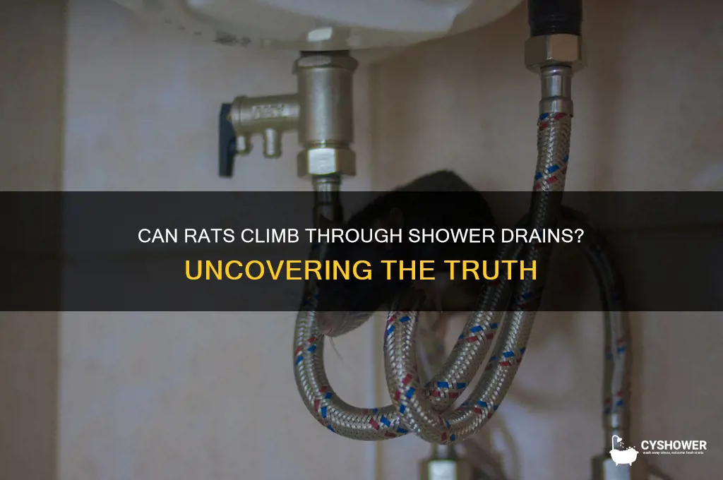 can rats come up through shower drains