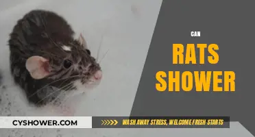 Can Rats Shower? Exploring Rodent Hygiene Habits and Behaviors