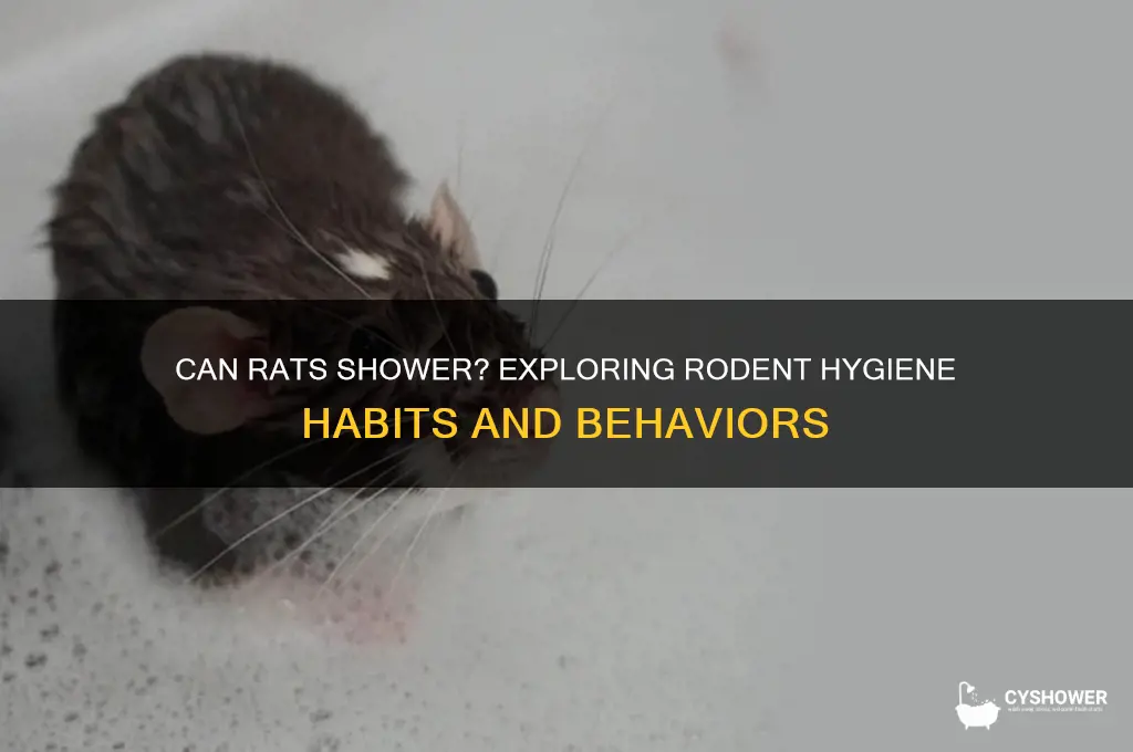 can rats shower