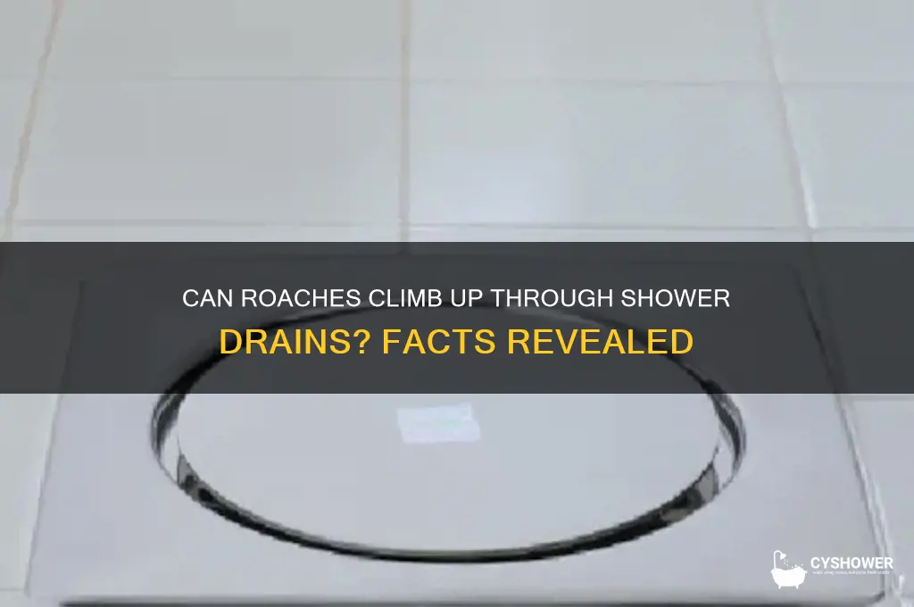 can roaches climb up through shower drains