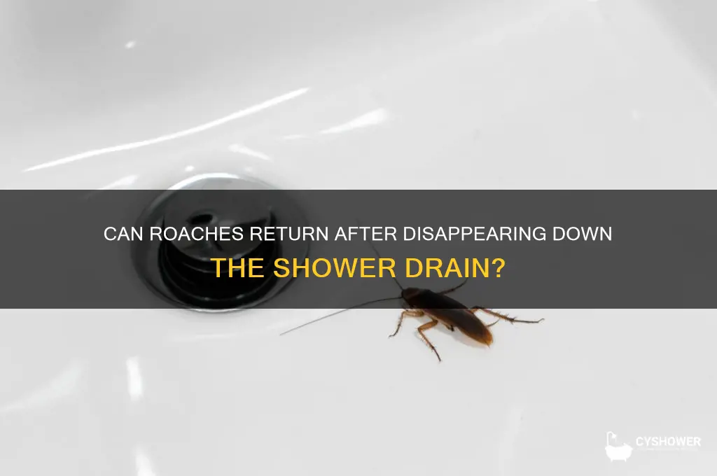 can roaches come back after going down shower drain