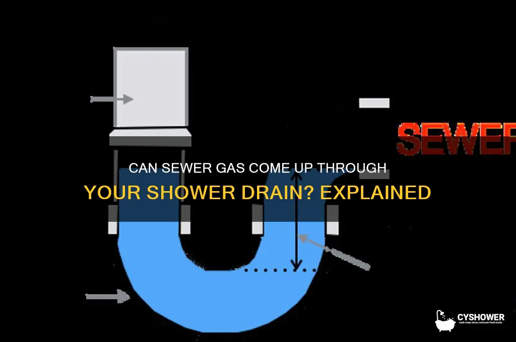 can sewer gas come up shower drain