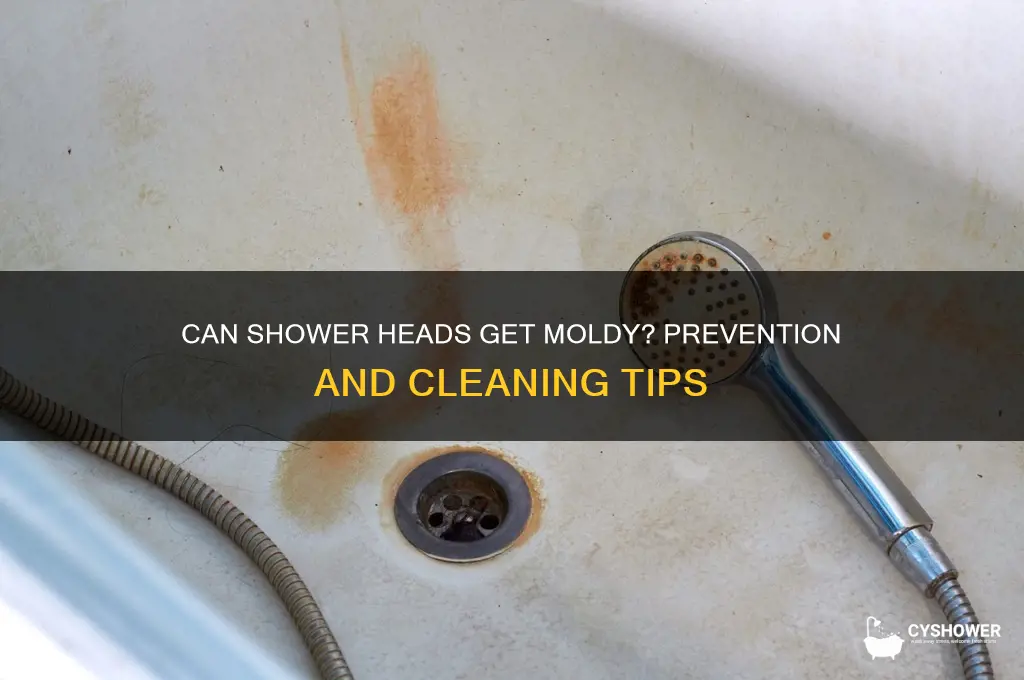 can shower heads get moldy