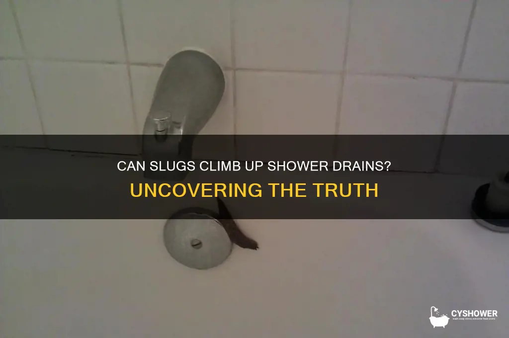 can slugs come up drains in shower