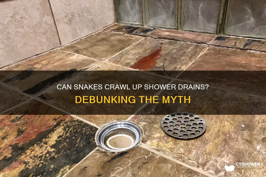 can snakes come up through shower drains
