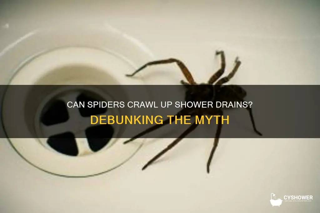 can spders come up through shower drains