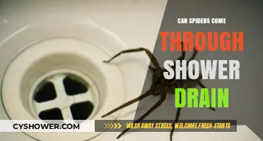 Can Spiders Crawl Through Shower Drains? Facts and Prevention Tips