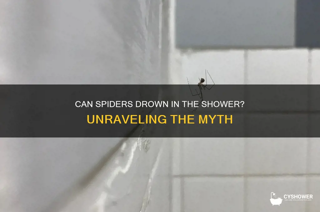 can spiders drown in the shower