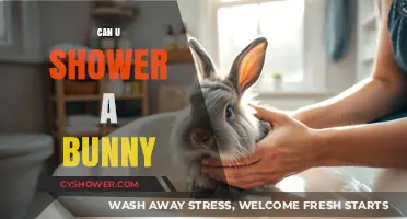 Can You Shower a Bunny? Essential Care Tips for Your Rabbit