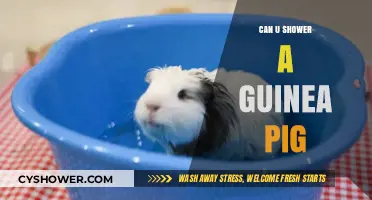 Can You Shower a Guinea Pig? Bathing Tips and Safety